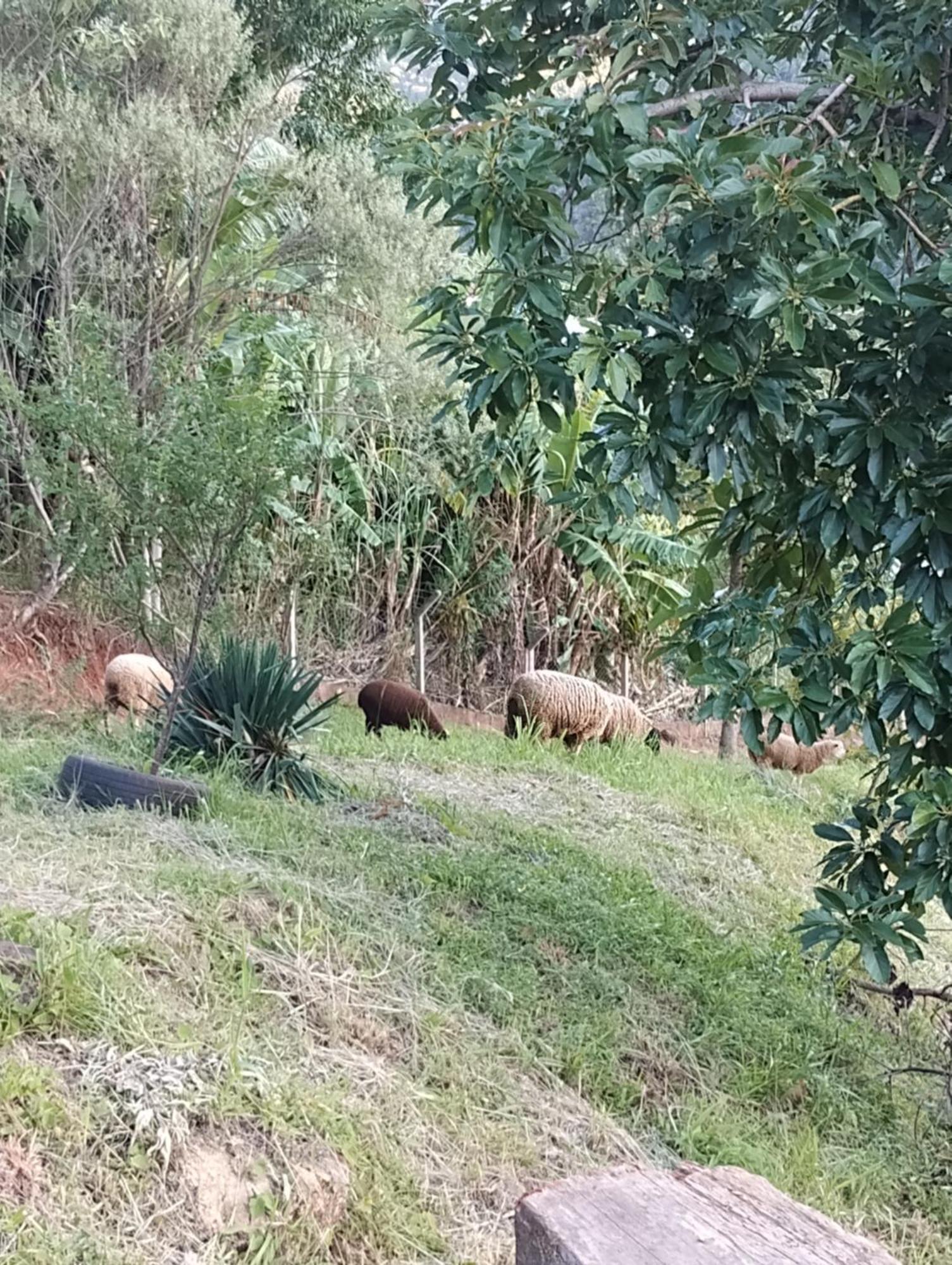 Villa Bangalo Dos Aracas - Sitio Vo Haack Gramado Esterno foto